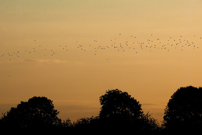 Flock of birds flying above the silhouettes of trees at sunset in Lower Saxony Flock of birds flying above the silhouettes of trees at sunset in Lower Saxony, by Zoonar Katrin May