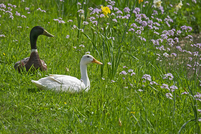 Ducks on a spring meadow Ducks on a spring meadow, by Zoonar AnnaReinert