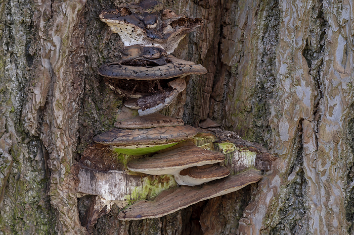 tree fungi tree fungi, by Zoonar AnnaReinert