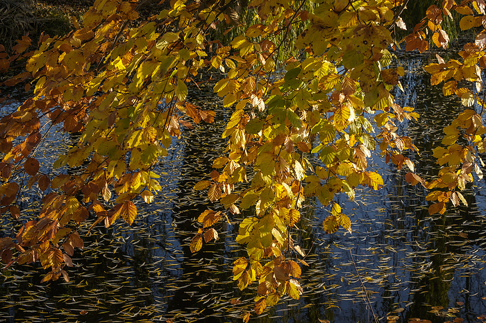 beech branches, autumn beech branches, autumn, by Zoonar AnnaReinert