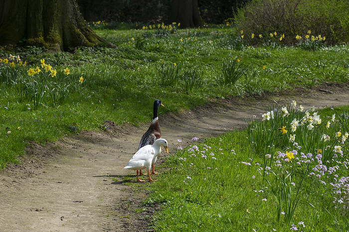 Spring walk Spring walk, by Zoonar AnnaReinert