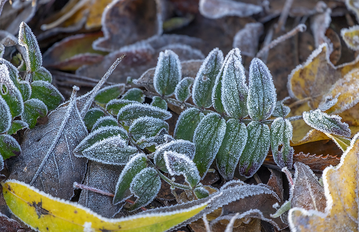 Autumn leaves with hoarfrost Autumn leaves with hoarfrost, by Zoonar AnnaReinert A