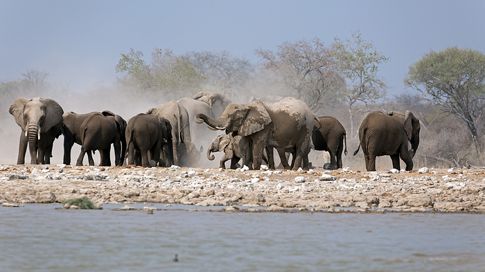 A herd of elephants at the waterhole klein Namutoni in the Etosha National Park in Namibia A herd of elephants at the waterhole klein Namutoni in the Etosha National Park in Namibia, by Zoonar Andreas Edelm