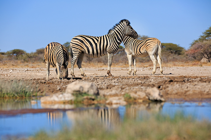 Zebras drinking at a waterhole in Namibia Zebras drinking at a waterhole in Namibia, by Zoonar Andreas Edelm