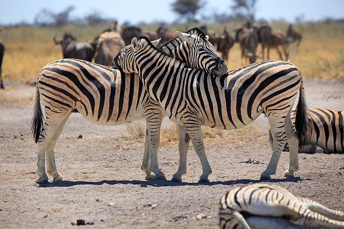 Zebras in the Etosha National Park in Namibia Zebras in the Etosha National Park in Namibia, by Zoonar Andreas Edelm