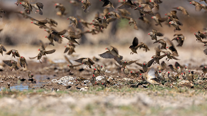 Red Billed Quelea Red Billed Quelea, by Zoonar Andreas Edelm