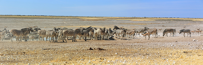 Zebras drinking at a waterhole in the Etosha National Park in Namibia Zebras drinking at a waterhole in the Etosha National Park in Namibia, by Zoonar Andreas Edelm