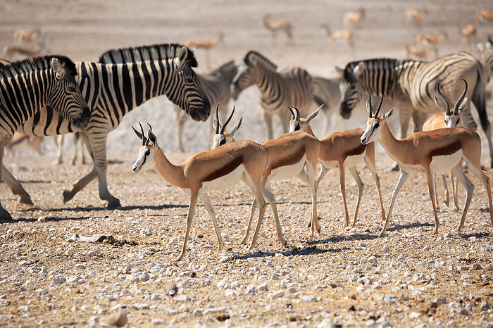 A herd of springboks drinking at a waterhole A herd of springboks drinking at a waterhole, by Zoonar Andreas Edelm