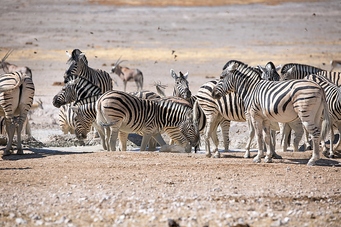 Zebras drinking at a waterhole in the Etosha National Park in Namibia Zebras drinking at a waterhole in the Etosha National Park in Namibia, by Zoonar Andreas Edelm
