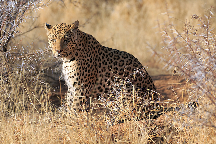 Leopard in the African bush in Namibia Leopard in the African bush in Namibia, by Zoonar Andreas Edelm
