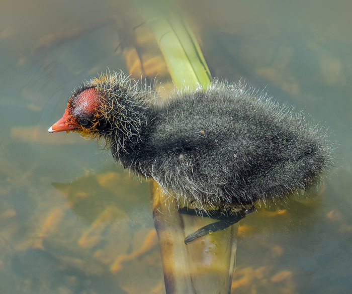 Young bird, Black Coot    Fulica atra  Young bird, Black Coot    Fulica atra , by Zoonar Falke
