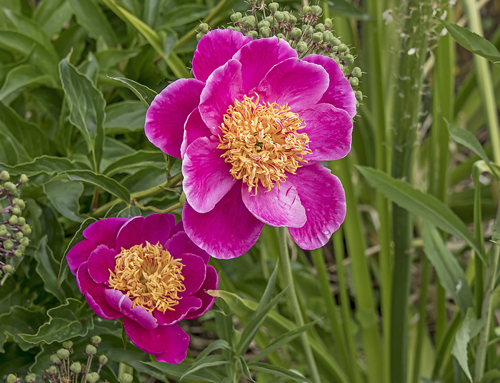 Common peony  Paeonia officinalis  Common peony  Paeonia officinalis , by Zoonar Falke