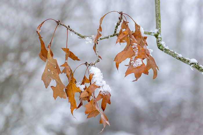 Dried oak leaves with residual snow Dried oak leaves with residual snow, by Zoonar AnnaReinert