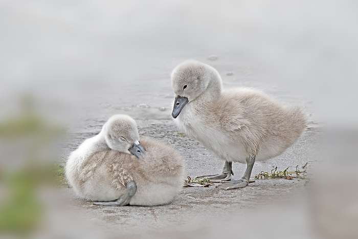 Young Mute swans  Cygnus olor  Young Mute swans  Cygnus olor , by Zoonar Falke