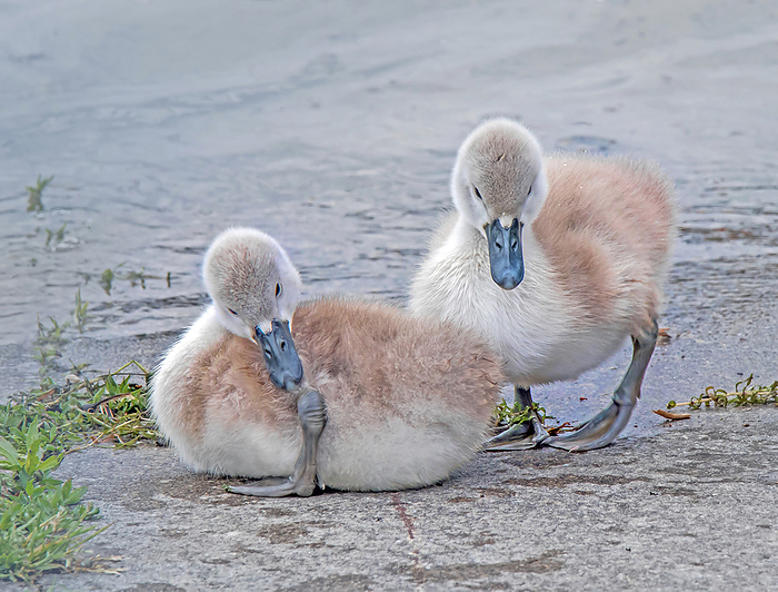 Young Mute swans  Cygnus olor  Young Mute swans  Cygnus olor , by Zoonar Falke