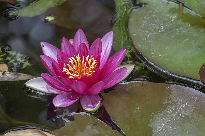 Water Lily  Nymphaea  Water Lily  Nymphaea , by Zoonar AnnaReinert