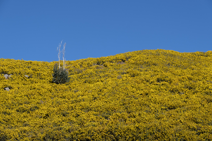 Mountain slope with flowering broom Mountain slope with flowering broom, by Zoonar Anna Reinert