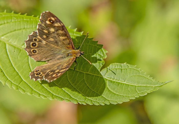 Speckled wood   Pararge aegeria  Speckled wood   Pararge aegeria , by Zoonar Falke