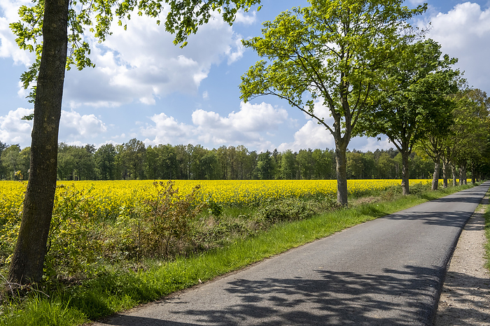 Road with rape field and trees Road with rape field and trees, by Zoonar Anna Reinert