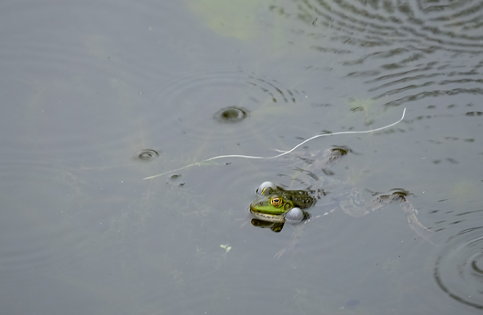 Pond frog  Pelophylax esculentus  Pond frog  Pelophylax esculentus , by Zoonar AnnaReinert