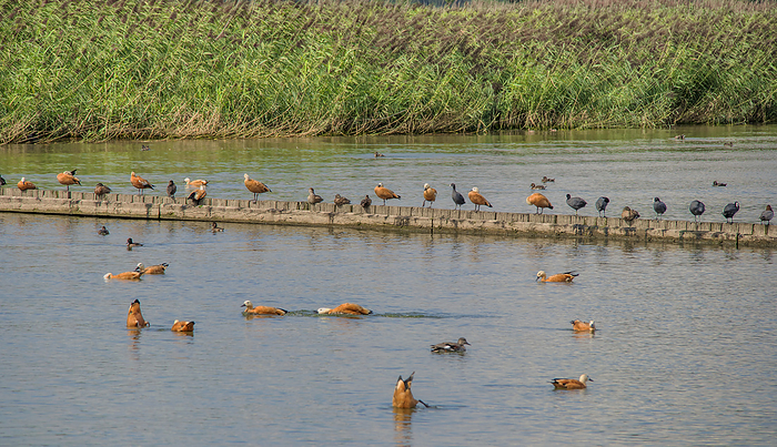 water birds, dominating  Ruddy Shelducks , Lake Constance water birds, dominating  Ruddy Shelducks , Lake Constance, by Zoonar Falke
