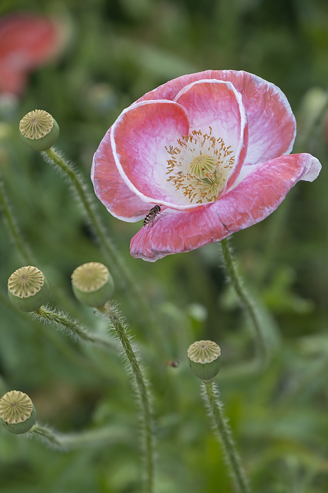 Poppy flower with hoverfly Poppy flower with hoverfly, by Zoonar Anna Reinert