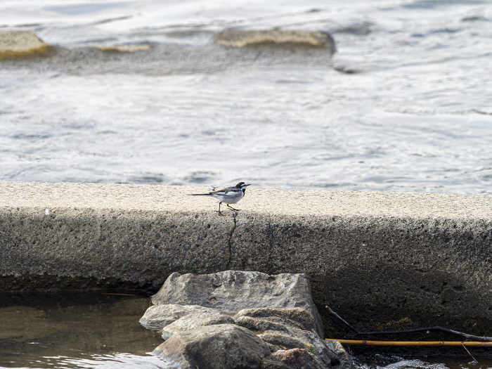 Wagtail wagtail walking on the bank
