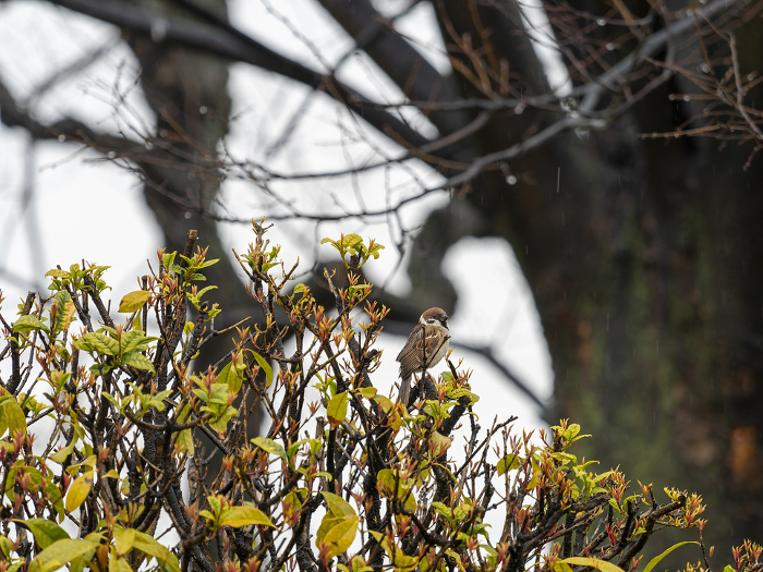 A sparrow perches on a rain-soaked tree