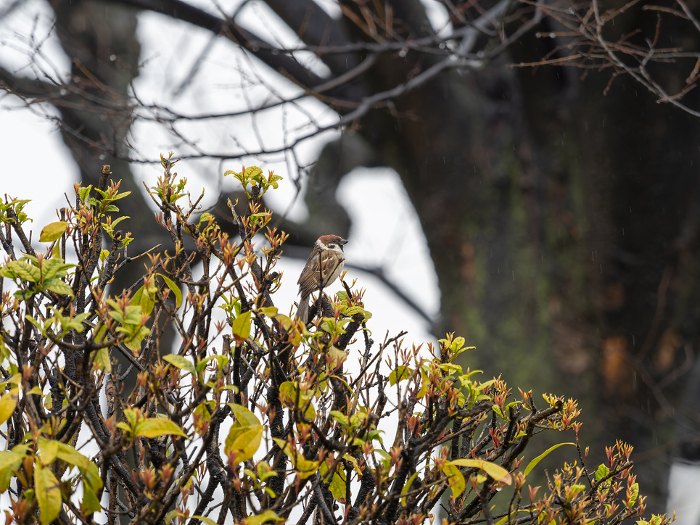 A sparrow perches on a rain-soaked tree