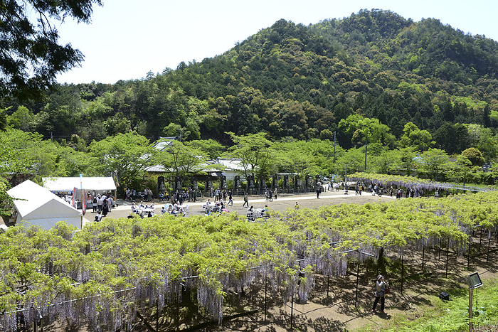 Tamba City/Hakuho-ji Temple, in the Kujaku wisteria flower garden