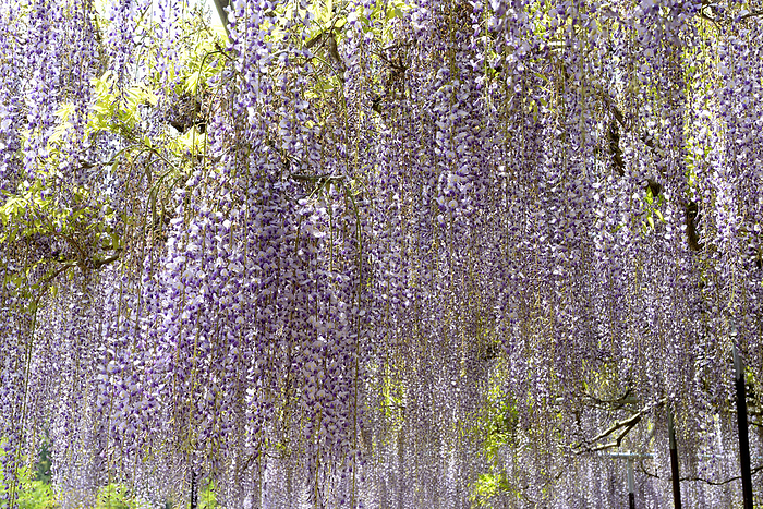 Tamba City/Hakuho-ji Temple, 9 shaku wisteria flowers