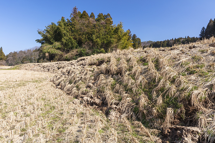 Noto Peninsula Earthquake, Ishikawa Prefecture: Uplift of the ground appearing in rice paddies