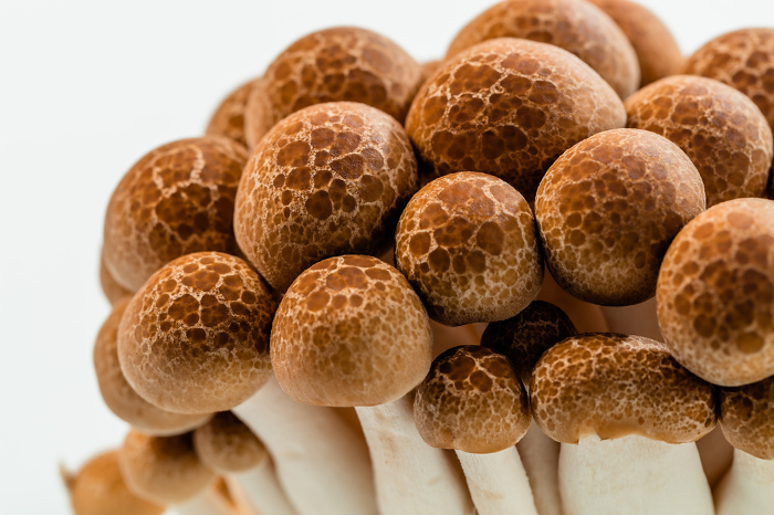Lyophyllum shimeji (species of edible mushroom)
