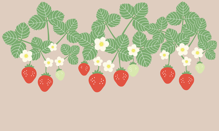 Frame of strawberries in cultivation