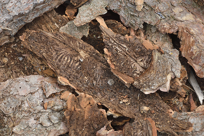 Letterpress or large eighteen spruce bark beetle Letterpress or large eighteen spruce bark beetle, by Zoonar Karin J hne