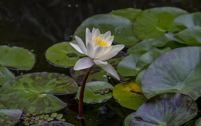 White water lily  Nymphaea alba  White water lily  Nymphaea alba , by Zoonar AnnaReinert