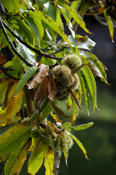 Sweet chestnut  Castanea sativa  in autumn Sweet chestnut  Castanea sativa  in autumn, by Zoonar AnnaReinert