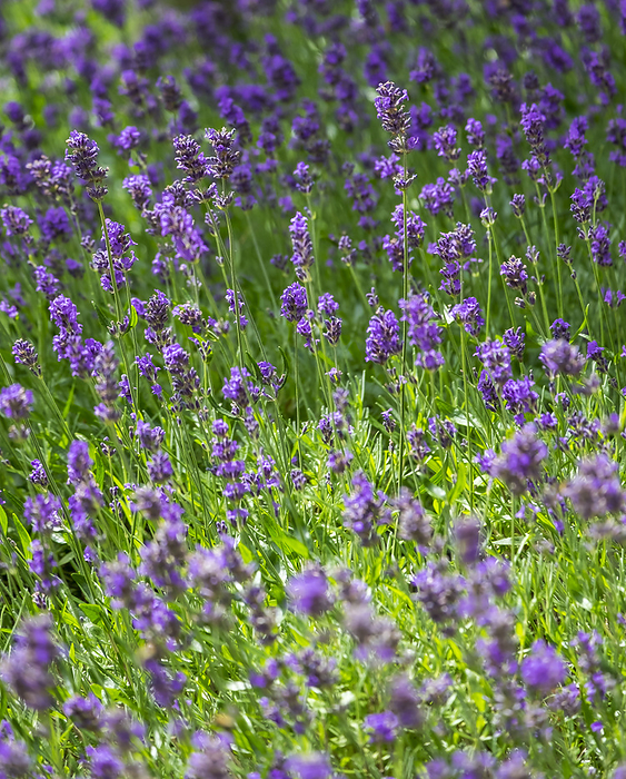 Lavendel Lavendel, by Zoonar AnnaReinert