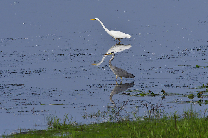 Great egret and Grey heron Great egret and Grey heron, by Zoonar Karin J hne