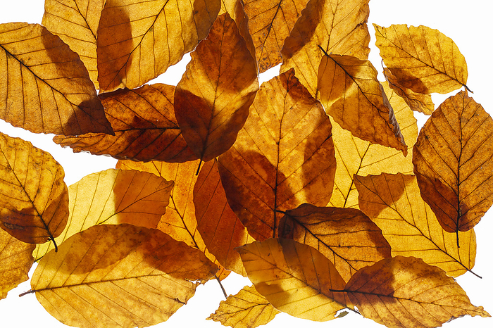 Beech leaves  Fagus  with autumn coloring Beech leaves  Fagus  with autumn coloring, by Zoonar Harald Biebel