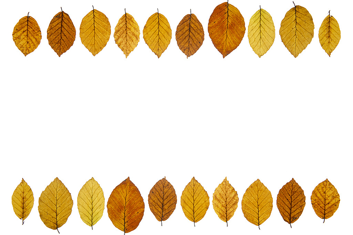 Beech leaves  Fagus  with autumn color and text free space Beech leaves  Fagus  with autumn color and text free space, by Zoonar Harald Biebel
