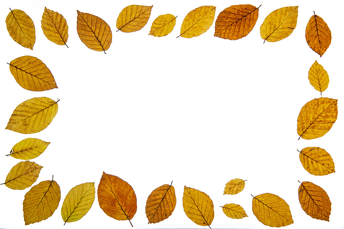 Beech leaves  Fagus  with autumn color and text free space Beech leaves  Fagus  with autumn color and text free space, by Zoonar Harald Biebel