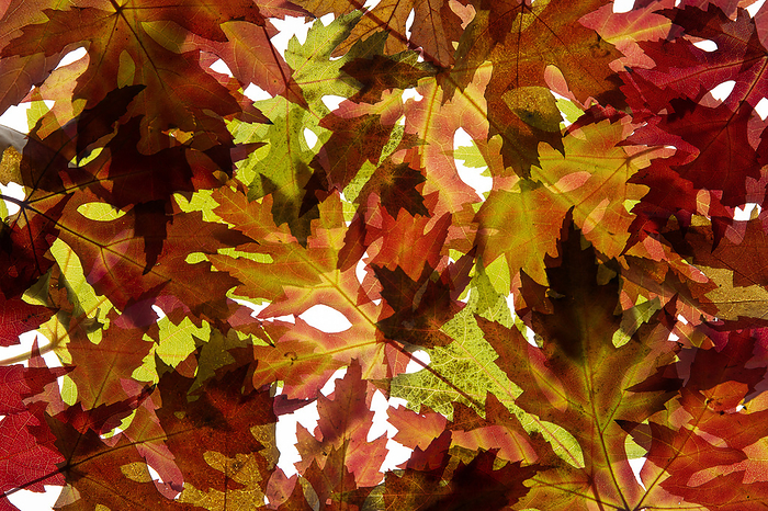 maple leaves with autumn colouring maple leaves with autumn colouring, by Zoonar Harald Biebel