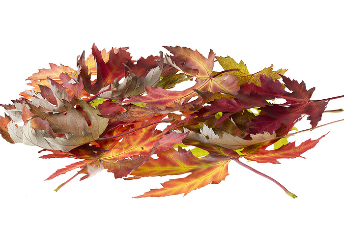Pile with maple leaves with autumn coloring Pile with maple leaves with autumn coloring, by Zoonar Harald Biebel