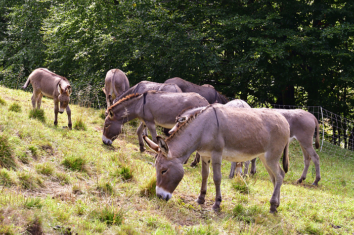 Herd of Donkey Herd of Donkey, by Zoonar Karin J hne