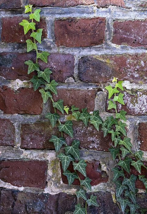 Ivy climbs a brick wall Ivy climbs a brick wall, by Zoonar Anna Reinert