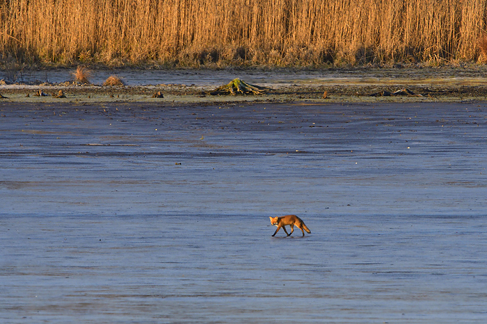 Red fox on a pond Red fox on a pond, by Zoonar Karin J hne