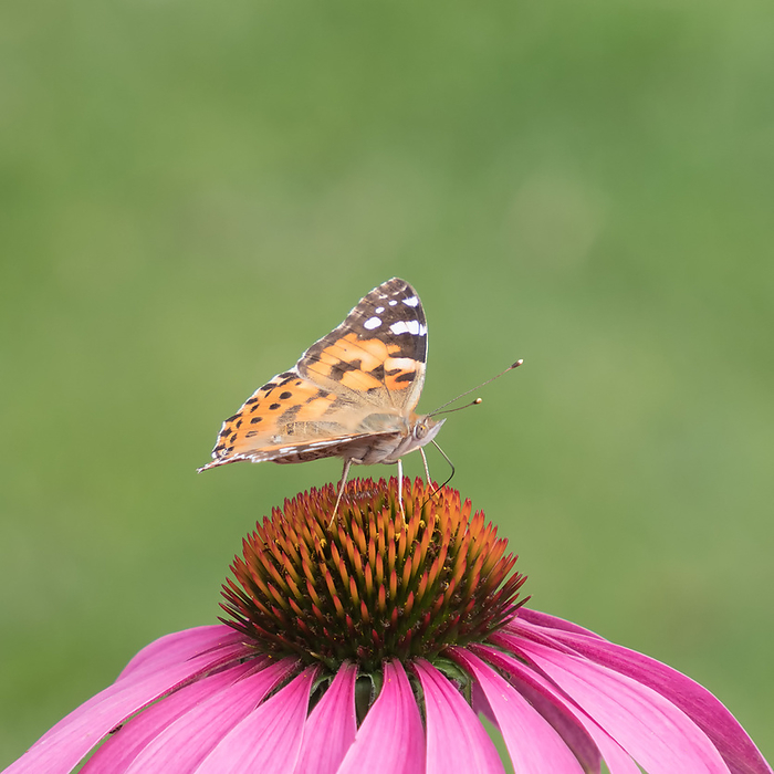 close up of a painted lady  Vanessa cardui  on the blossom of a coneflower close up of a painted lady  Vanessa cardui  on the blossom of a coneflower, by Zoonar Katrin May
