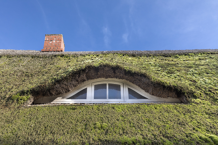 Thatched roof overgrown with moss Thatched roof overgrown with moss, by Zoonar Harald Biebel
