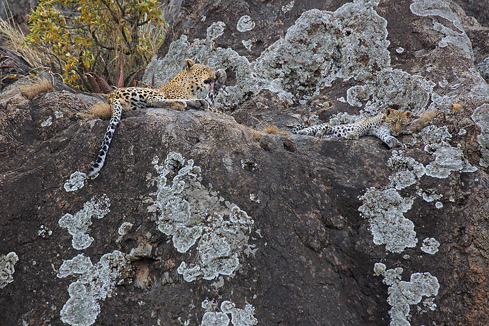 Leopards on a rock in the Serengeti Leopards on a rock in the Serengeti, by Zoonar Andreas Edelm
